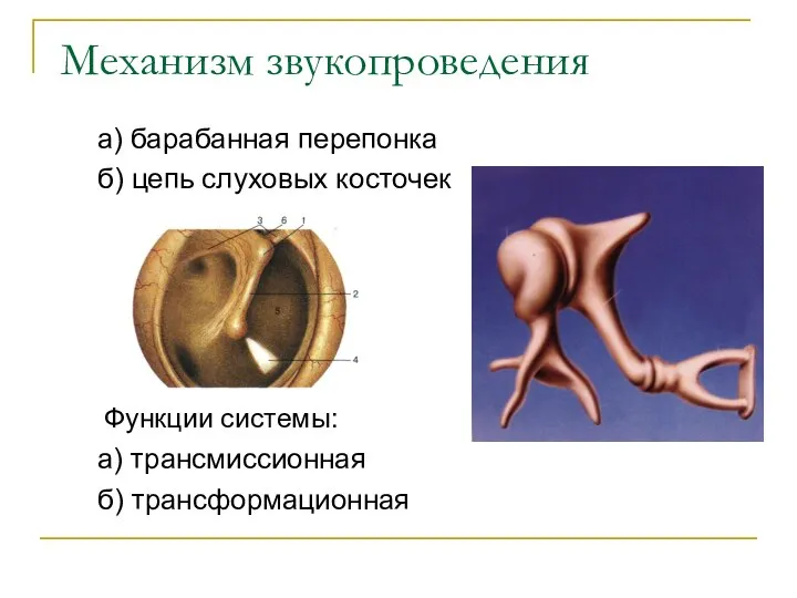 Механизм звукопроведения а) барабанная перепонка б) цепь слуховых косточек Функции системы: а) трансмиссионная б) трансформационная