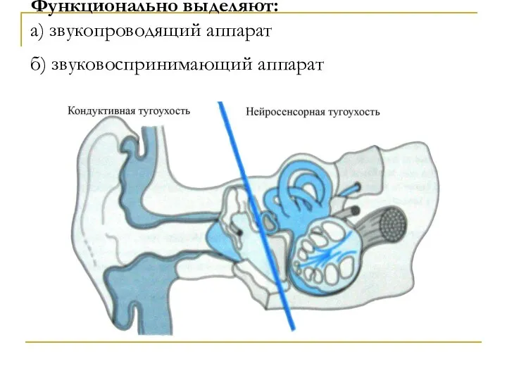 Функционально выделяют: а) звукопроводящий аппарат б) звуковоспринимающий аппарат