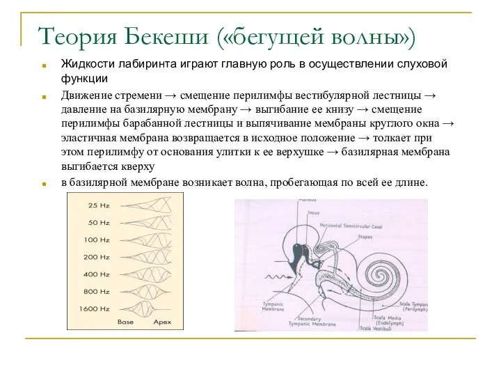 Теория Бекеши («бегущей волны») Жидкости лабиринта играют главную роль в осуществлении