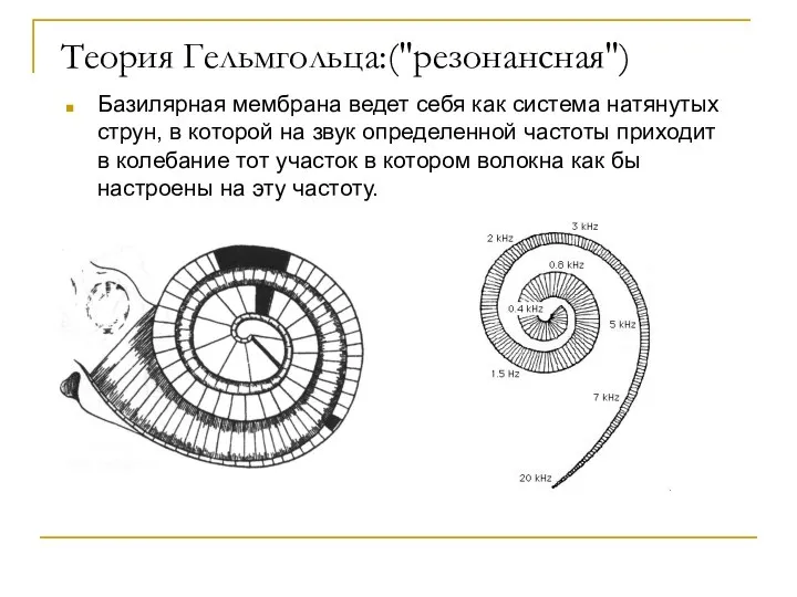 Теория Гельмгольца:("резонансная") Базилярная мембрана ведет себя как система натянутых струн, в