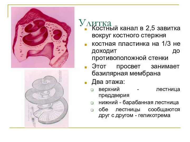 Улитка Костный канал в 2,5 завитка вокруг костного стержня костная пластинка