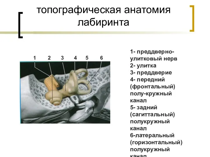 топографическая анатомия лабиринта 1 2 3 4 5 6 1- преддверно-улитковый