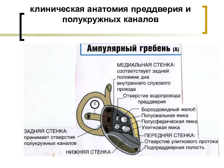 клиническая анатомия преддверия и полукружных каналов