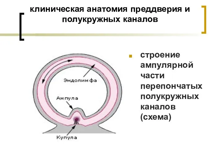 клиническая анатомия преддверия и полукружных каналов строение ампулярной части перепончатых полукружных каналов (схема)