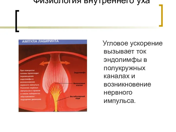 Физиология внутреннего уха Угловое ускорение вызывает ток эндолимфы в полукружных каналах и возникновение нервного импульса.