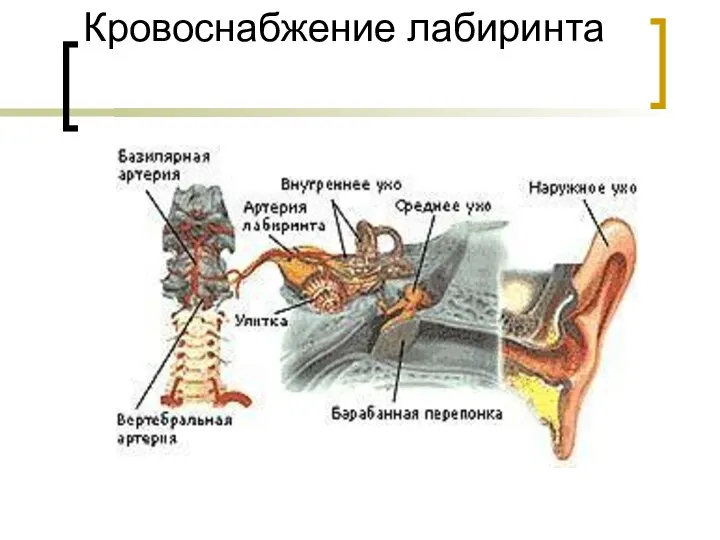 Кровоснабжение лабиринта