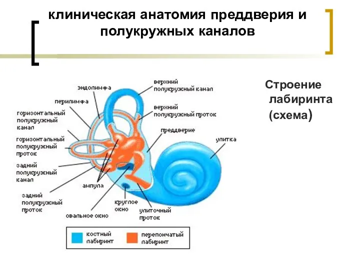 клиническая анатомия преддверия и полукружных каналов Строение лабиринтa (схема)