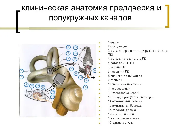 клиническая анатомия преддверия и полукружных каналов 1-улитка 2-преддверие 3-ампула переднего полукружного