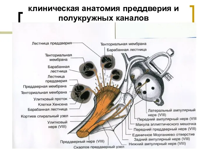 клиническая анатомия преддверия и полукружных каналов