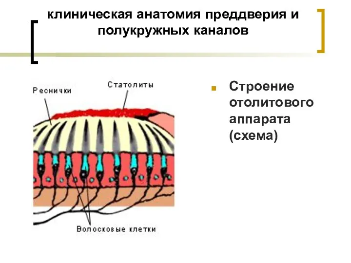 клиническая анатомия преддверия и полукружных каналов Строение отолитового аппарата (схема)