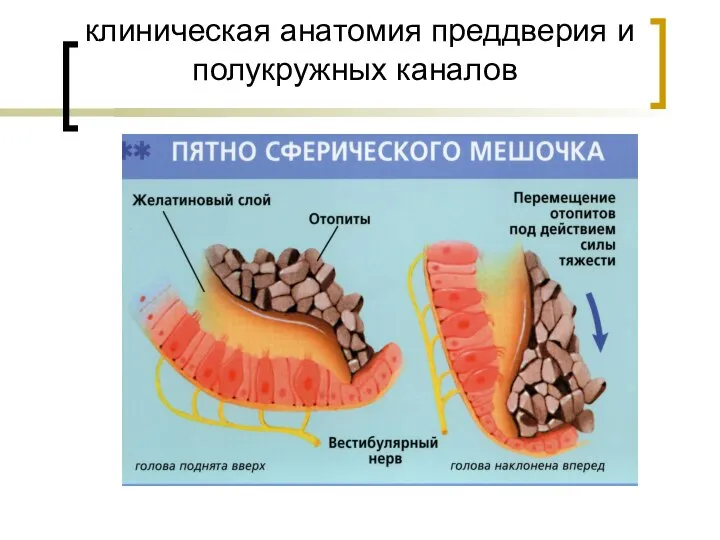 клиническая анатомия преддверия и полукружных каналов