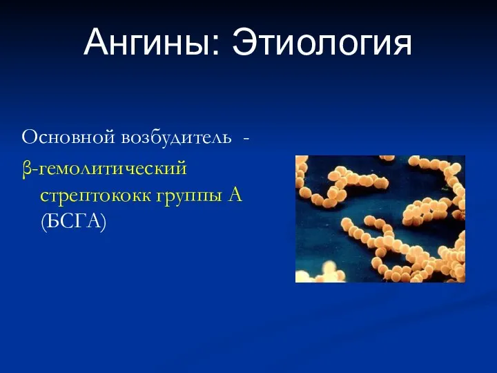 Ангины: Этиология Основной возбудитель - β-гемолитический стрептококк группы А (БСГА)