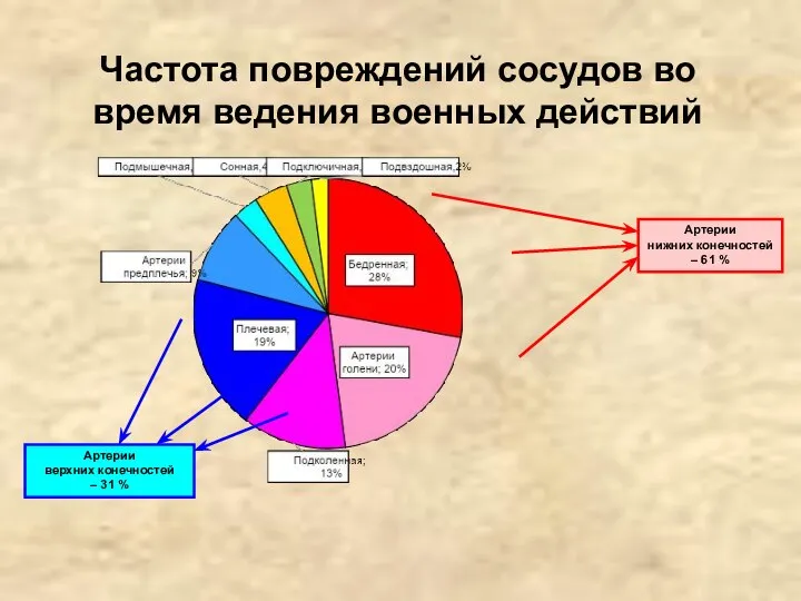 Артерии нижних конечностей – 61 % Артерии верхних конечностей – 31