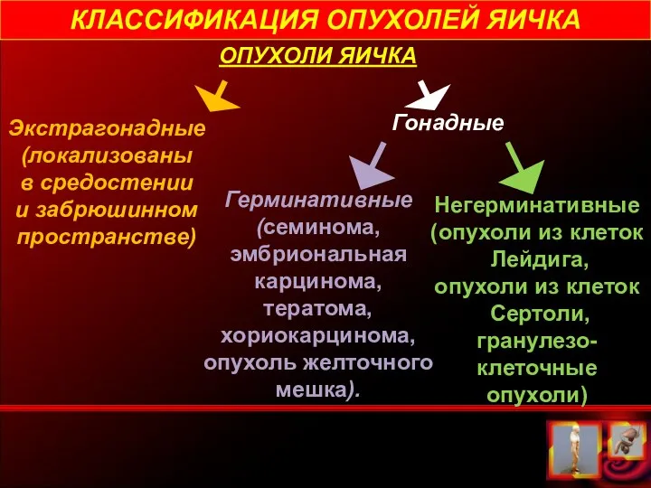 КЛАССИФИКАЦИЯ ОПУХОЛЕЙ ЯИЧКА ОПУХОЛИ ЯИЧКА Гонадные Экстрагонадные (локализованы в средостении и