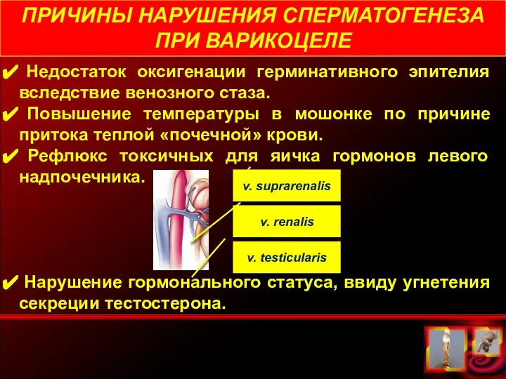 Недостаток оксигенации герминативного эпителия вследствие венозного стаза. Повышение температуры в мошонке