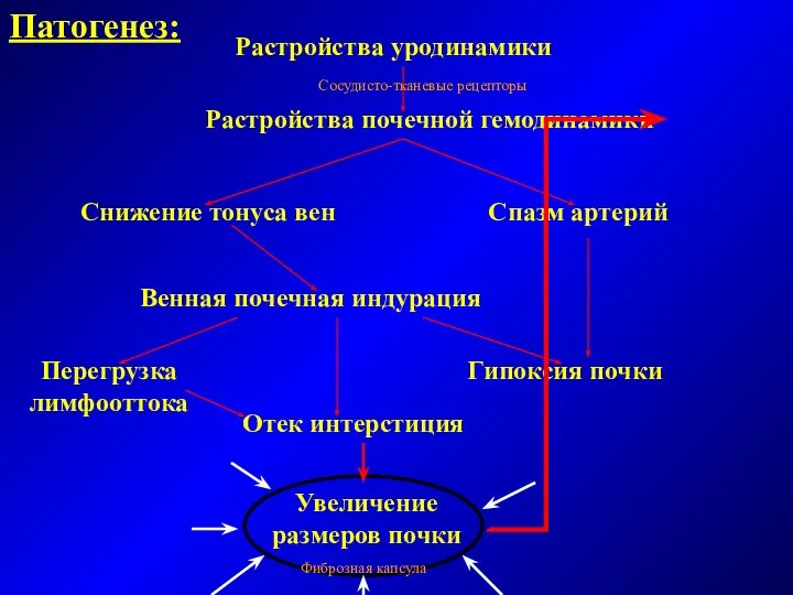 Патогенез: Растройства уродинамики Растройства почечной гемодинамики Снижение тонуса вен Спазм артерий