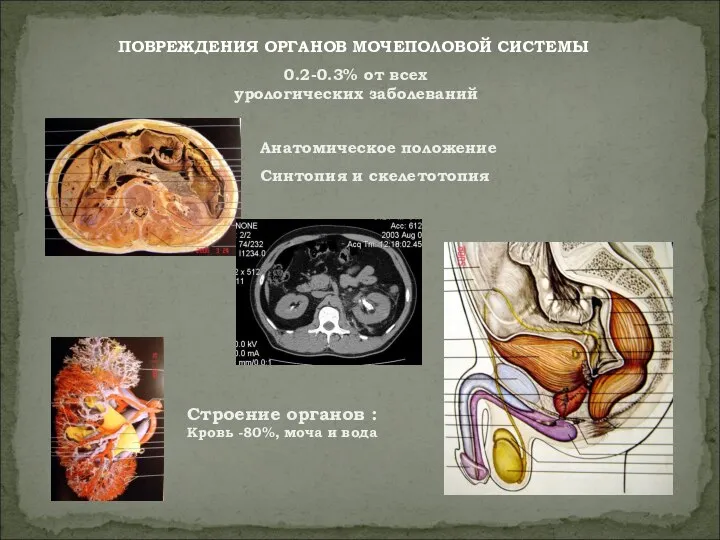 ПОВРЕЖДЕНИЯ ОРГАНОВ МОЧЕПОЛОВОЙ СИСТЕМЫ Анатомическое положение Синтопия и скелетотопия 0.2-0.3% от