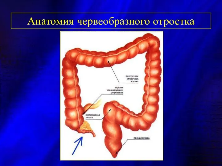 Анатомия червеобразного отростка