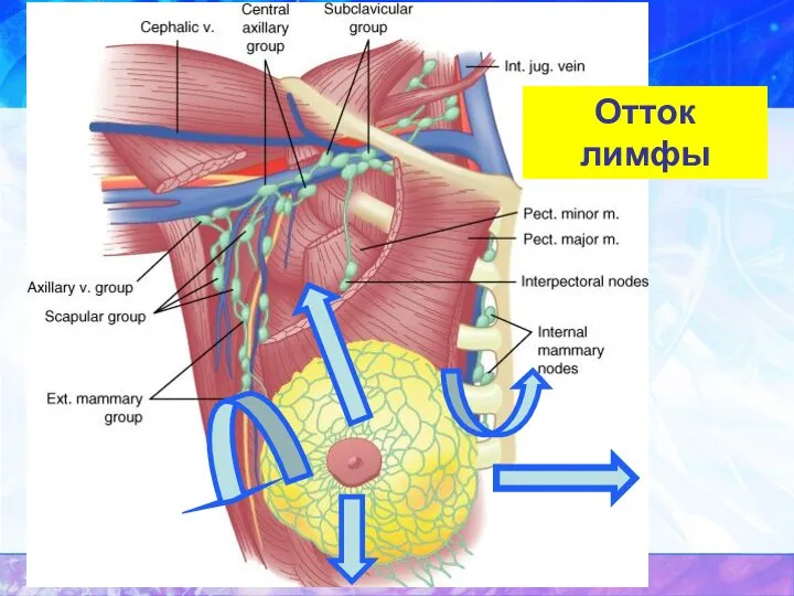 Отток лимфы