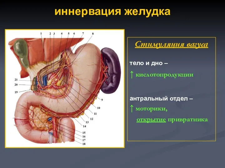 иннервация желудка Стимуляция вагуса тело и дно – ↑ кислотопродукции антральный