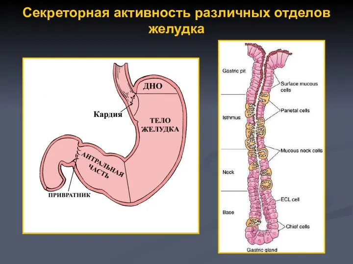 Секреторная активность различных отделов желудка