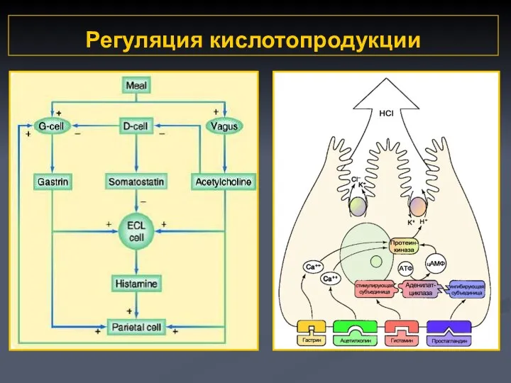 Регуляция кислотопродукции