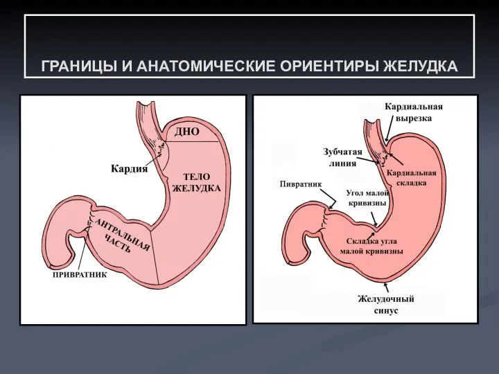 ГРАНИЦЫ И АНАТОМИЧЕСКИЕ ОРИЕНТИРЫ ЖЕЛУДКА