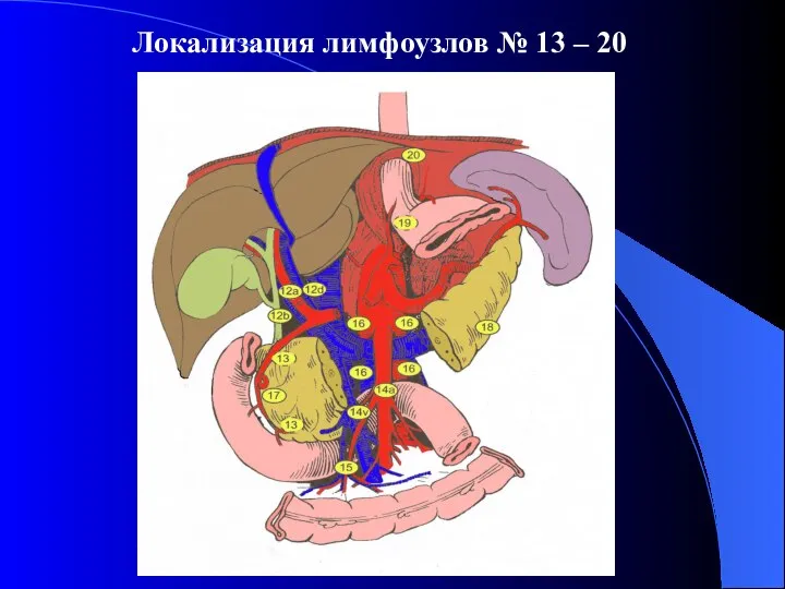 Локализация лимфоузлов № 13 – 20