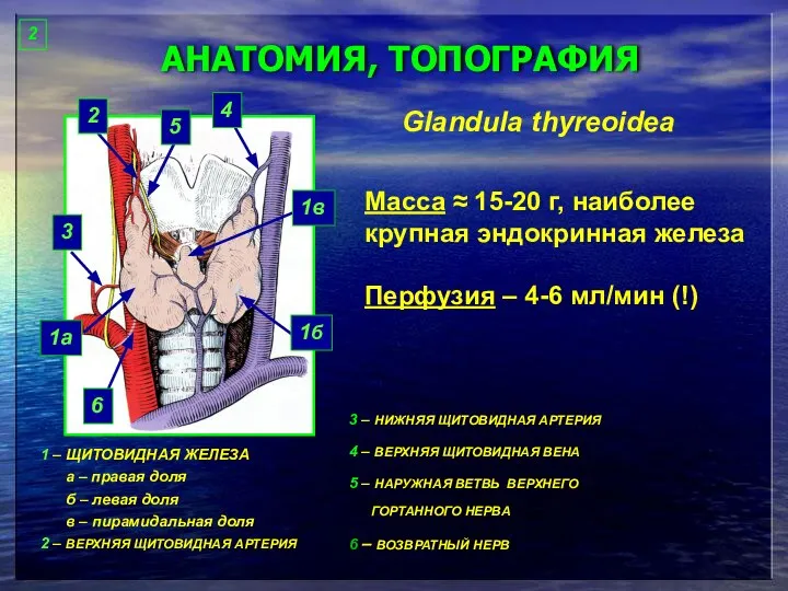 АНАТОМИЯ, ТОПОГРАФИЯ Glandula thyreoidea Масса ≈ 15-20 г, наиболее крупная эндокринная