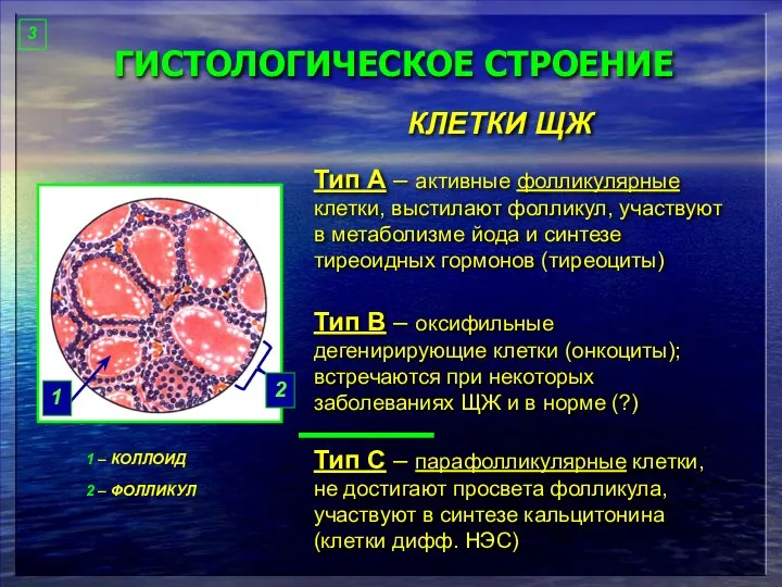 ГИСТОЛОГИЧЕСКОЕ СТРОЕНИЕ Тип А – активные фолликулярные клетки, выстилают фолликул, участвуют