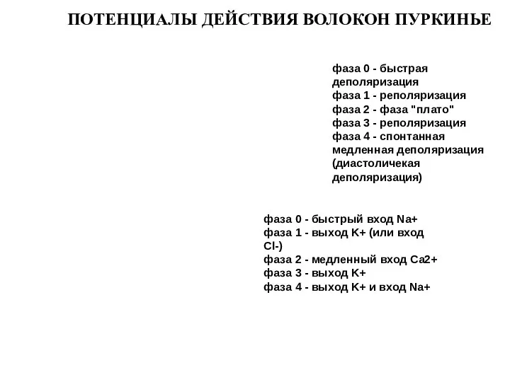 фаза 0 - быстрый вход Na+ фаза 1 - выход K+