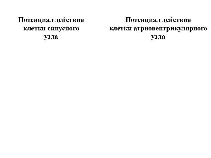 Потенциал действия клетки синусного узла Потенциал действия клетки атриовентрикулярного узла