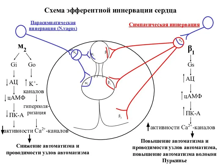 NN M2 NN β1 β1 Парасимпатическая иннервация (N.vagus) Симпатическая иннервация Схема