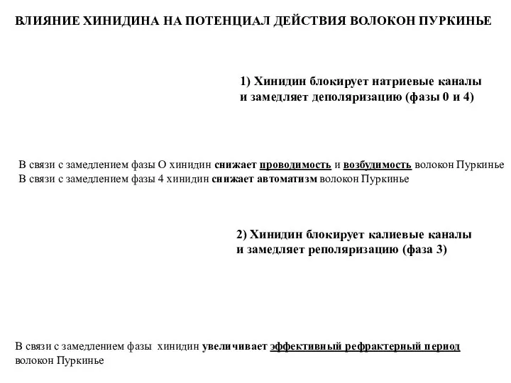 1) Хинидин блокирует натриевые каналы и замедляет деполяризацию (фазы 0 и