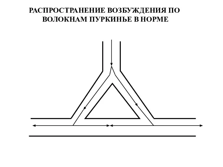 РАСПРОСТРАНЕНИЕ ВОЗБУЖДЕНИЯ ПО ВОЛОКНАМ ПУРКИНЬЕ В НОРМЕ