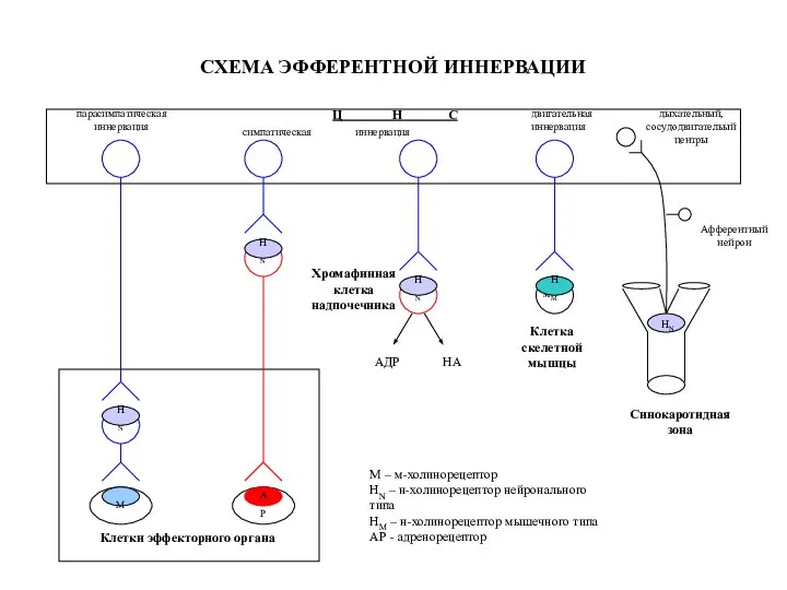 СХЕМА ЭФФЕРЕНТНОЙ ИННЕРВАЦИИ НN НN НN M M Клетки эффекторного органа