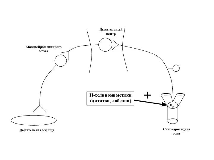 НN Синокаротидная зона Дыхательная мышца Дыхательный центр Мотонейрон спинного мозга Н-холиномиметики (цититон, лобелин)