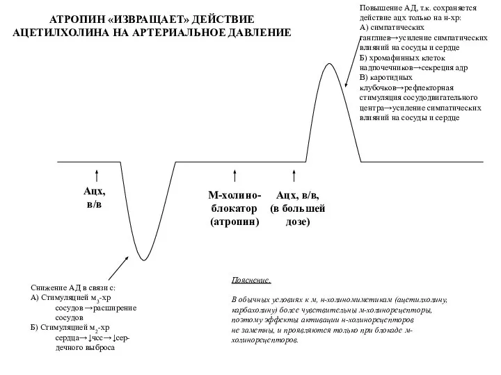 Ацх, в/в Снижение АД в связи с: А) Стимуляцией м3-хр сосудов