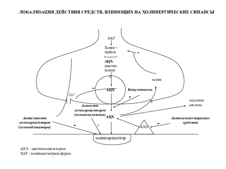 холинорецептор Холин + АцКоА АЦХ (ацетил- холин) АЦХ ХАТ Са2+ АЦХ