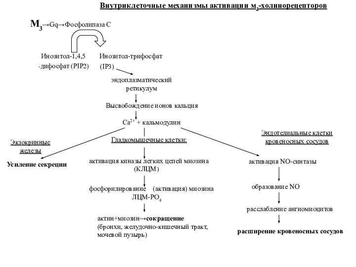 M3→Gq→Фосфолипаза С Инозитол-1,4,5 Инозитол-трифосфат -дифосфат (PIP2) (IP3) эндоплазматический ретикулум Высвобождение ионов