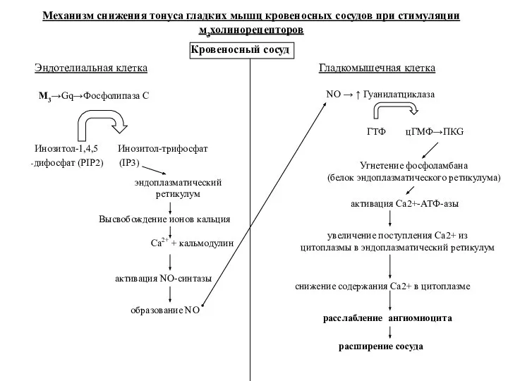 M3→Gq→Фосфолипаза С Инозитол-1,4,5 Инозитол-трифосфат -дифосфат (PIP2) (IP3) эндоплазматический ретикулум Са2+ +
