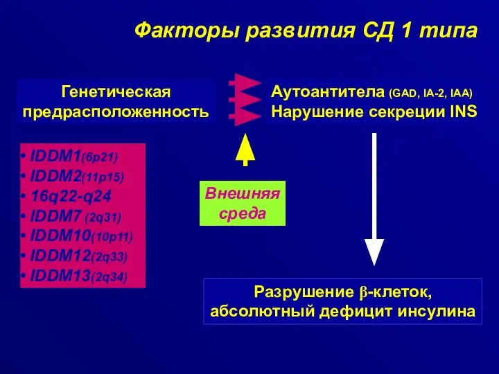 Факторы развития СД 1 типа Генетическая предрасположенность IDDM1(6p21) IDDM2(11p15) 16q22-q24 IDDM7