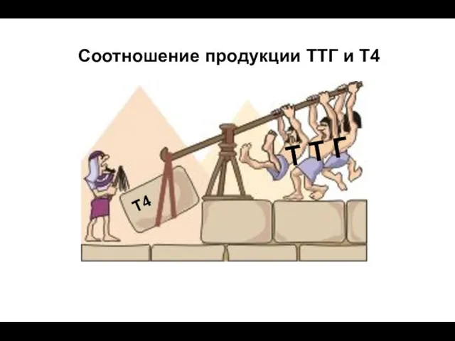 Соотношение продукции ТТГ и Т4 Т Т Г Т4