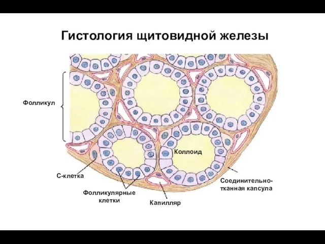 Гистология щитовидной железы