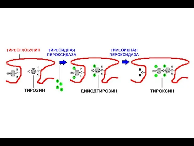 ТИРЕОГЛОБУЛИН ТИРОЗИН ДИЙОДТИРОЗИН ТИРОКСИН ТИРЕОИДНАЯ ПЕРОКСИДАЗА ТИРЕОИДНАЯ ПЕРОКСИДАЗА