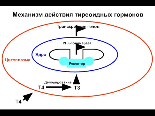 Механизм действия тиреоидных гормонов Цитоплазма Ядро РНК-полимераза Транскрипция генов T3 T4 Дейодирование Рецептор T4