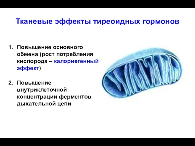 Тканевые эффекты тиреоидных гормонов Повышение основного обмена (рост потребления кислорода –