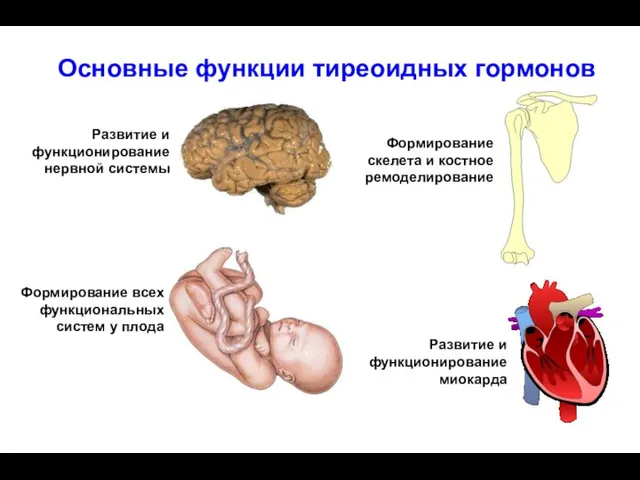 Основные функции тиреоидных гормонов Формирование скелета и костное ремоделирование Развитие и