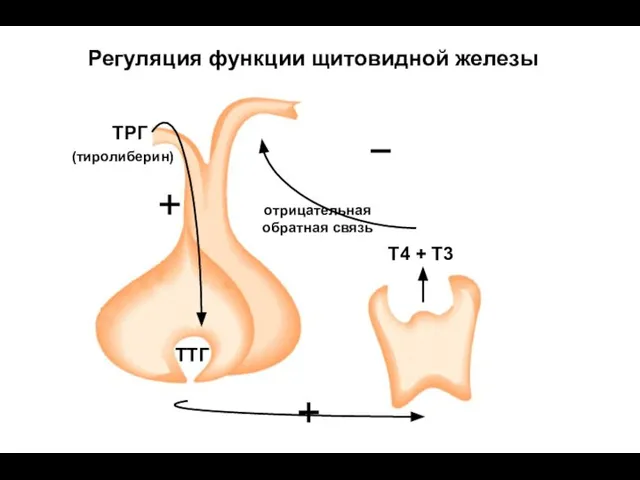 Регуляция функции щитовидной железы ТТГ ТРГ Т4 + Т3 (тиролиберин) отрицательная обратная связь + + −