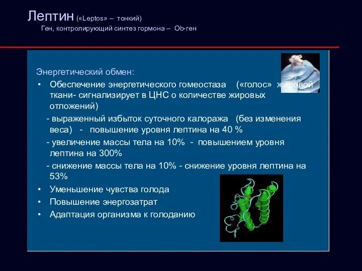 Лептин («Leptos» – тонкий) Ген, контролирующий синтез гормона – Ob-ген Энергетический